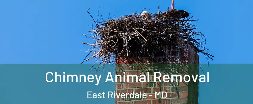  Chimney Animal Removal East Riverdale - MD