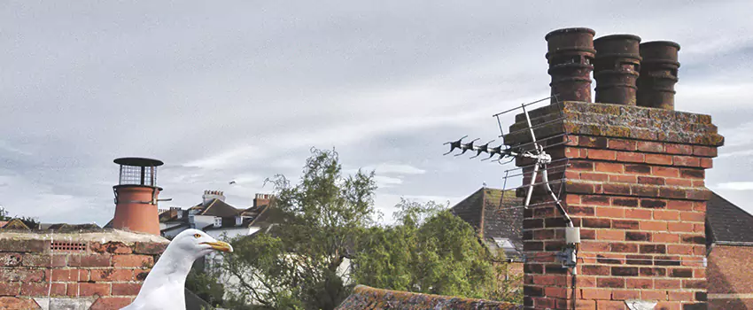 Chimney Cleaning And Restoration in East Riverdale, Maryland